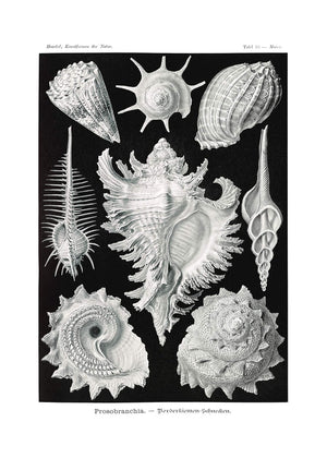 Sea Shells Antique Print