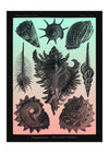 Sea Shells Pink and Green Vintage Antique Print