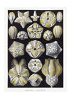 Silver & Gold Marine Animals Vintage Illustration Print
