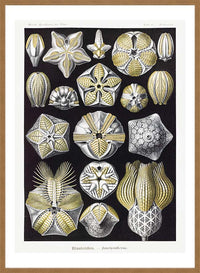 Silver & Gold Marine Animals Vintage Illustration Print