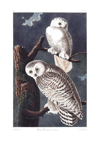 Snowy Owl Vintage Antique Bird Print