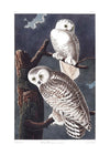 Snowy Owl Vintage Antique Bird Print