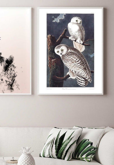 Snowy Owl Vintage Antique Bird Print