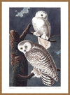 Snowy Owl Vintage Antique Bird Print