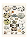 Speckled Eggs Vintage Antique Print