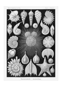 Thalamophora–Kammerlinge Microorganisms Illustration Print