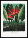 The Queen Plant by Robert John Thornton Print