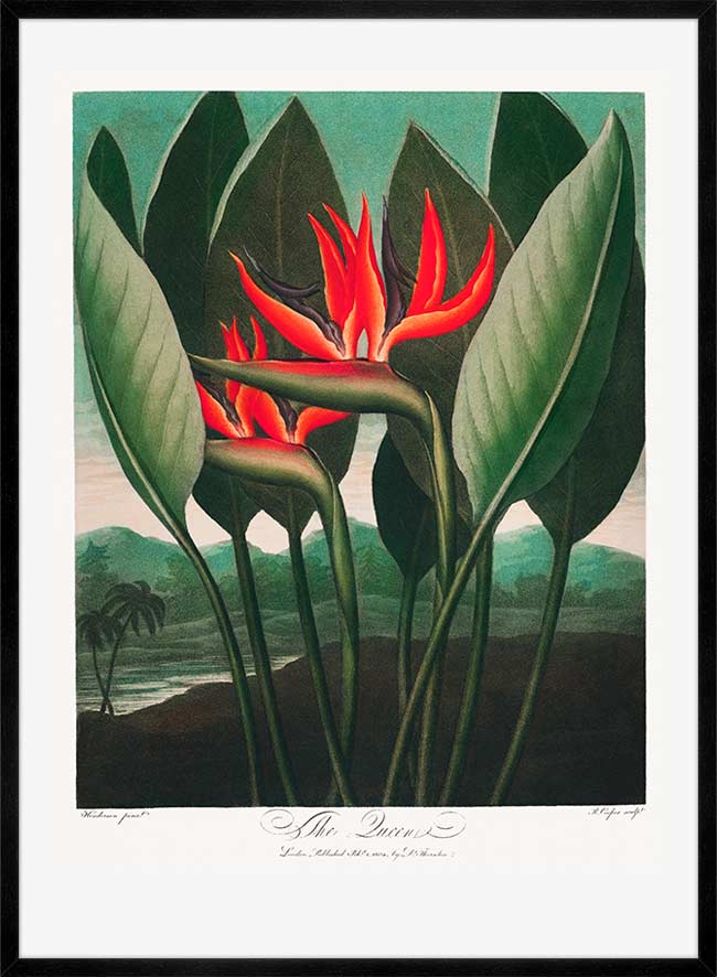 The Queen Plant by Robert John Thornton Print