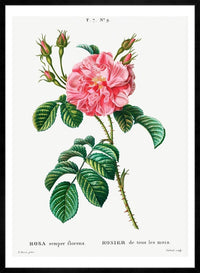 Thorny Single Rose Vintage Antique Print