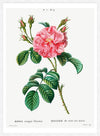 Thorny Single Rose Vintage Antique Print