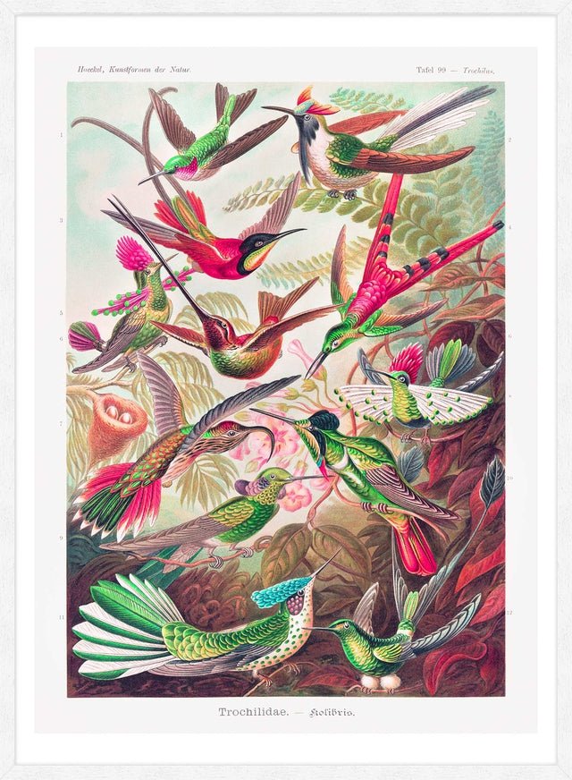 希少 アート 大型本 TROPIAAL ART Birds and Leaves