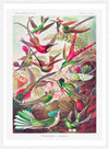 Tropical Birds Vintage Antique Print