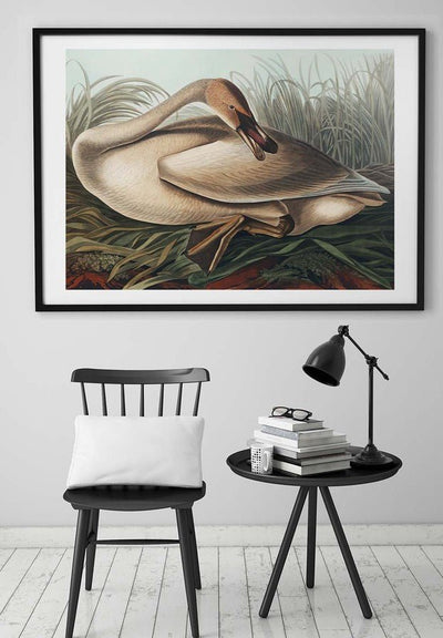 Trumpeter Swan Vintage Bird Print