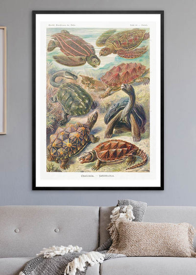Turtles and Tortoises Vintage Print