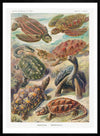 Turtles and Tortoises Vintage Print