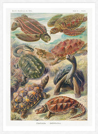 Turtles and Tortoises Vintage Print