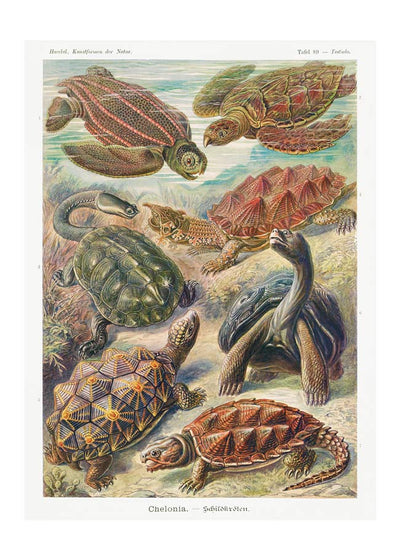 Turtles and Tortoises Vintage Print