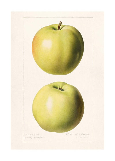 Two Apples Vintage Antique Print