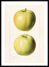 Two Apples Vintage Antique Print