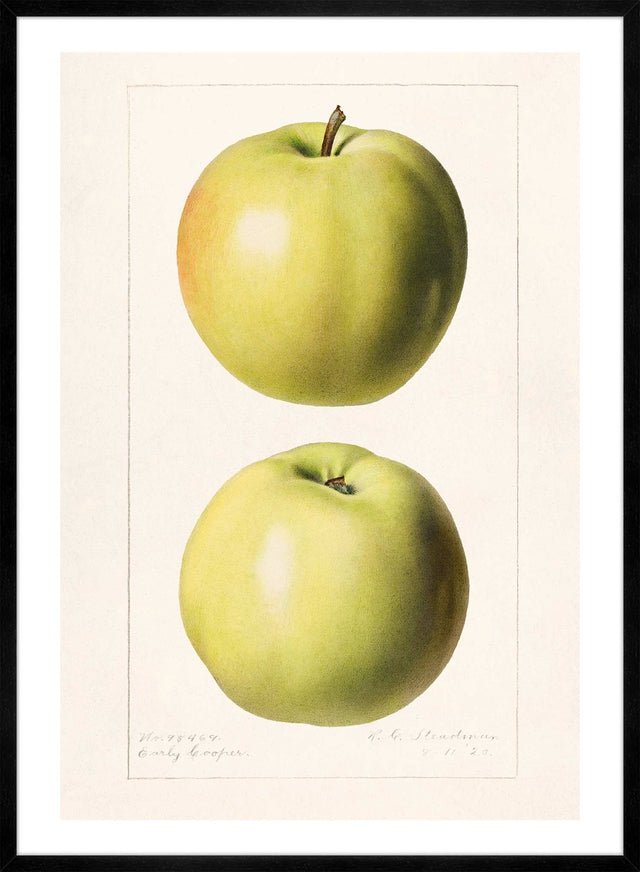 Two Apples Vintage Antique Print