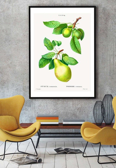 Two Pears Vintage Antique Print