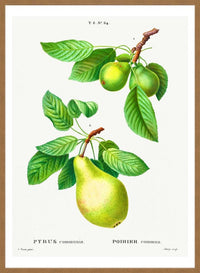 Two Pears Vintage Antique Print