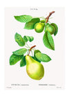 Two Pears Vintage Antique Print