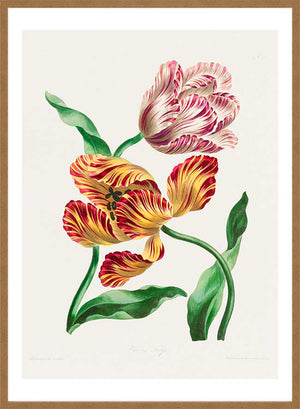 Various Tulips by John Edwards Print