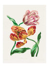 Various Tulips by John Edwards Print