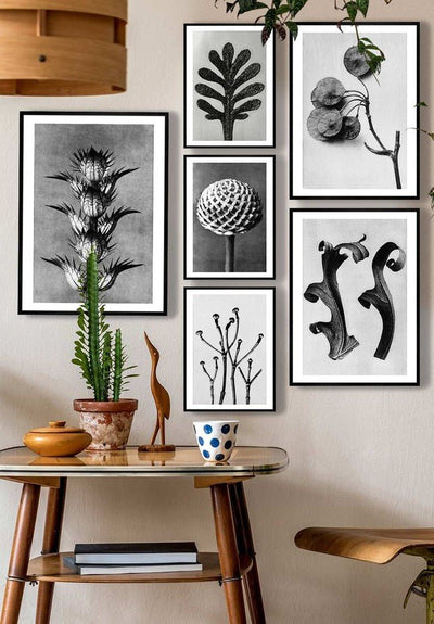 Vintage Botanical Study 1 Black and White Art Print