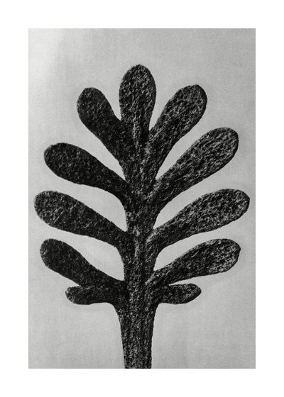 Vintage Botanical Study 1 Black and White Art Print