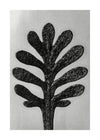 Vintage Botanical Study 1 Black and White Art Print