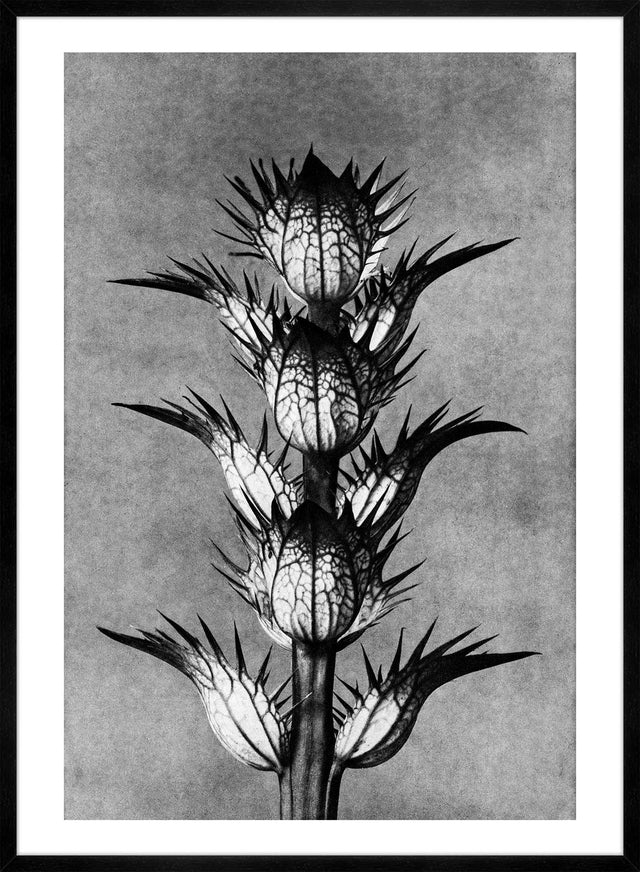 Vintage Botanical Study 2 Black and White Art Print