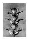 Vintage Botanical Study 2 Black and White Art Print