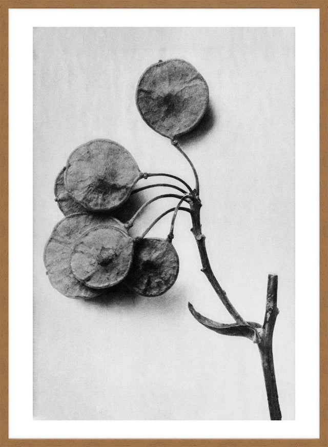 Vintage Botanical Study 4 Black and White Art Print