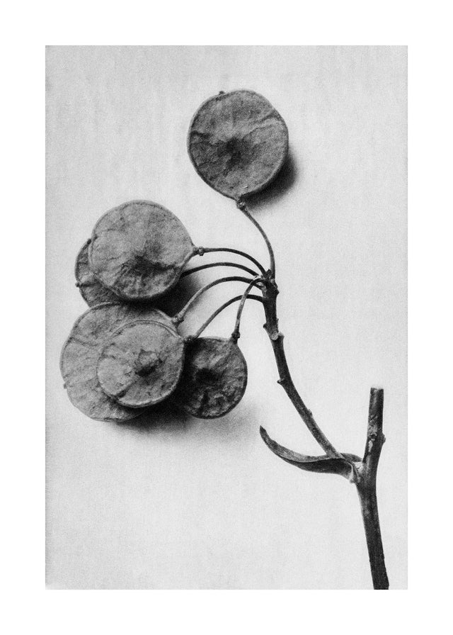 Vintage Botanical Study 4 Black and White Art Print