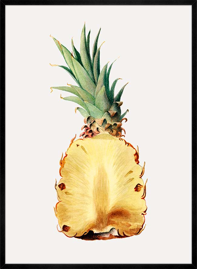 Vintage Half Pineapple Fruit Illustration Print