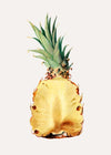 Vintage Half Pineapple Fruit Illustration Print
