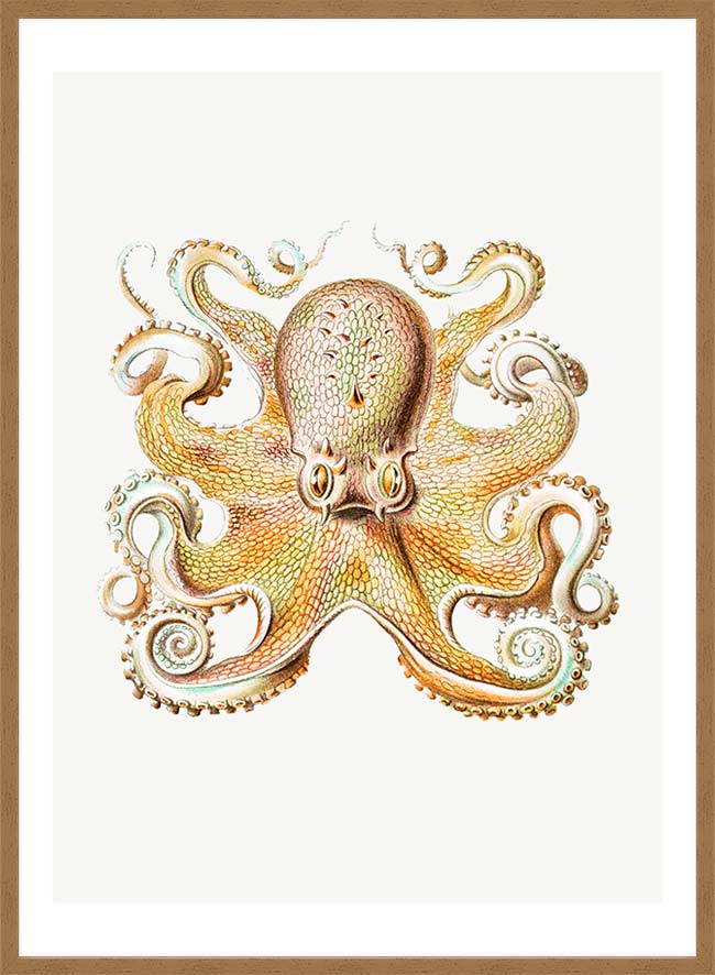 Vintage Octopus Illustration Print