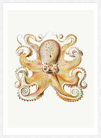 Vintage Octopus Illustration Print