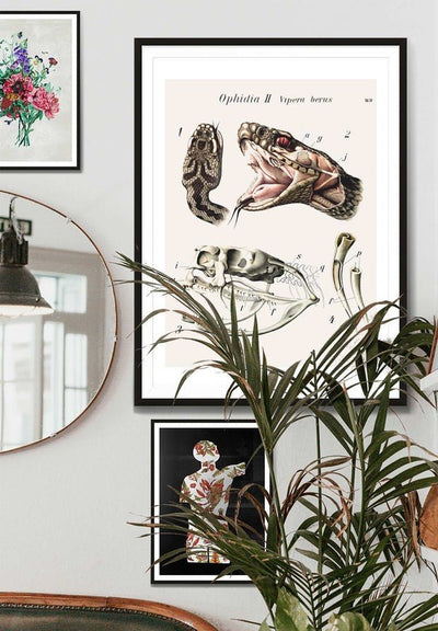 Vintage Snake Illustration Print