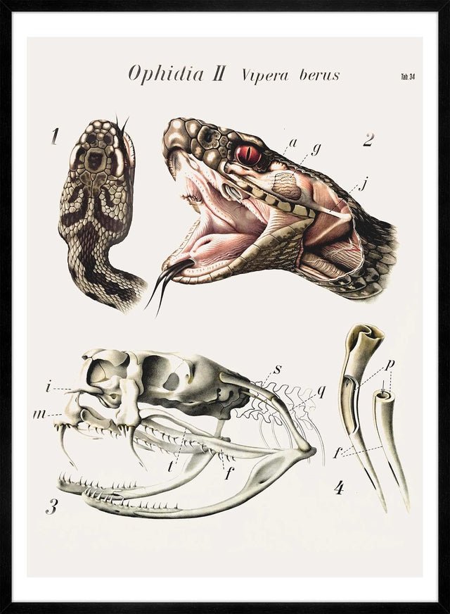 Vintage Snake Illustration Print