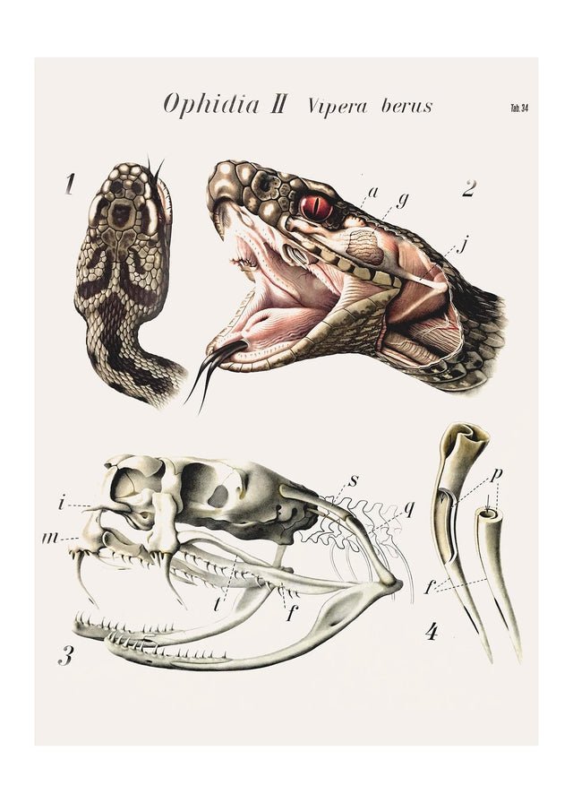 Vintage Snake Illustration Print