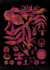 Vintage Walnut Botanical Black Print