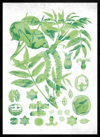 Vintage Walnut Botanical Green Print