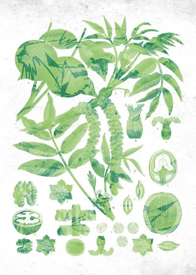 Vintage Walnut Botanical Green Print