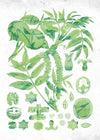 Vintage Walnut Botanical Green Print