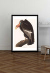 Vulture Vintage Bird Print