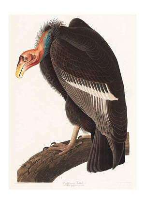 Vulture Vintage Bird Print