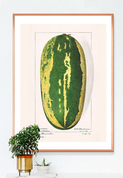 Watermelon Antique Vintage Fruit Print